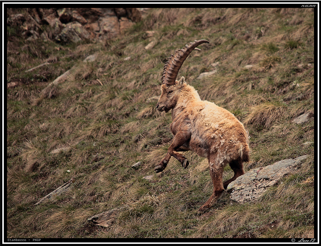Stambecco PNGP # 8 - Ariete 3