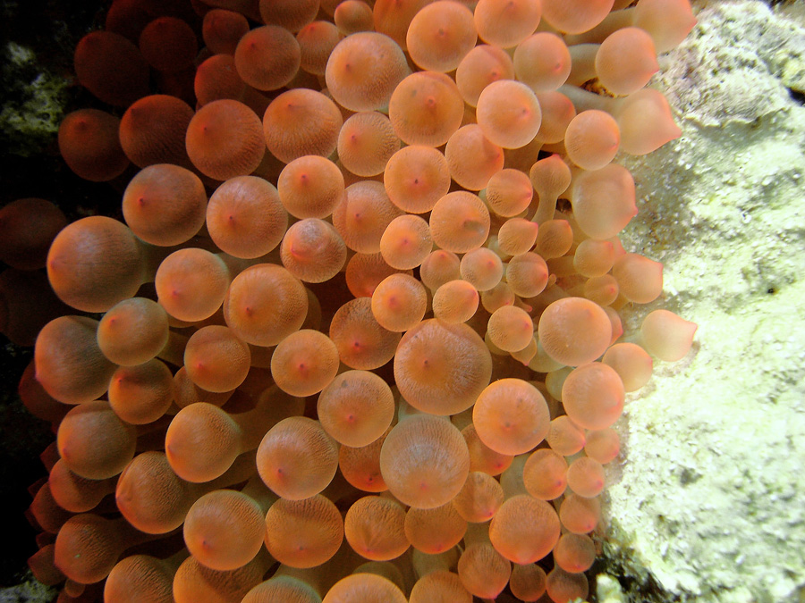 Macro a -10 metri... (anemone)