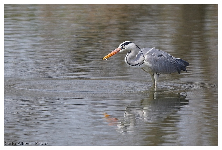 Un semplice cenerino