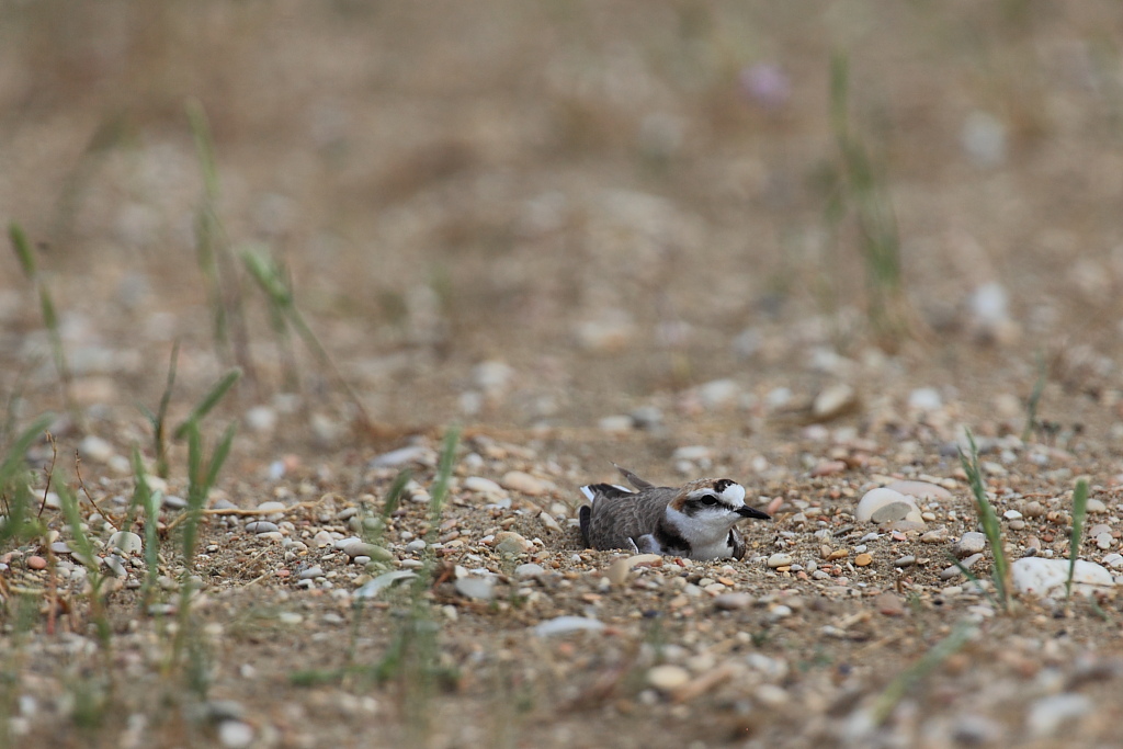 Un nido semplice ed invisibile