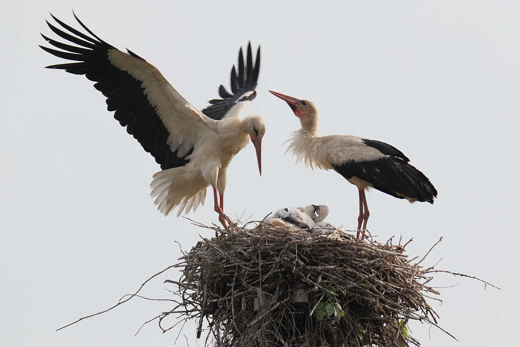 L'orgoglio di mamma e papa'