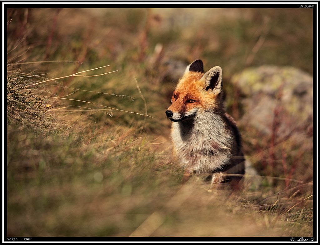 Volpe PNGP # 7 - fine serie