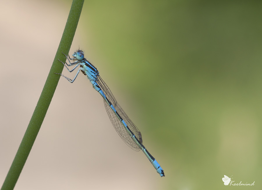 Platycnemis pinnipes maschio