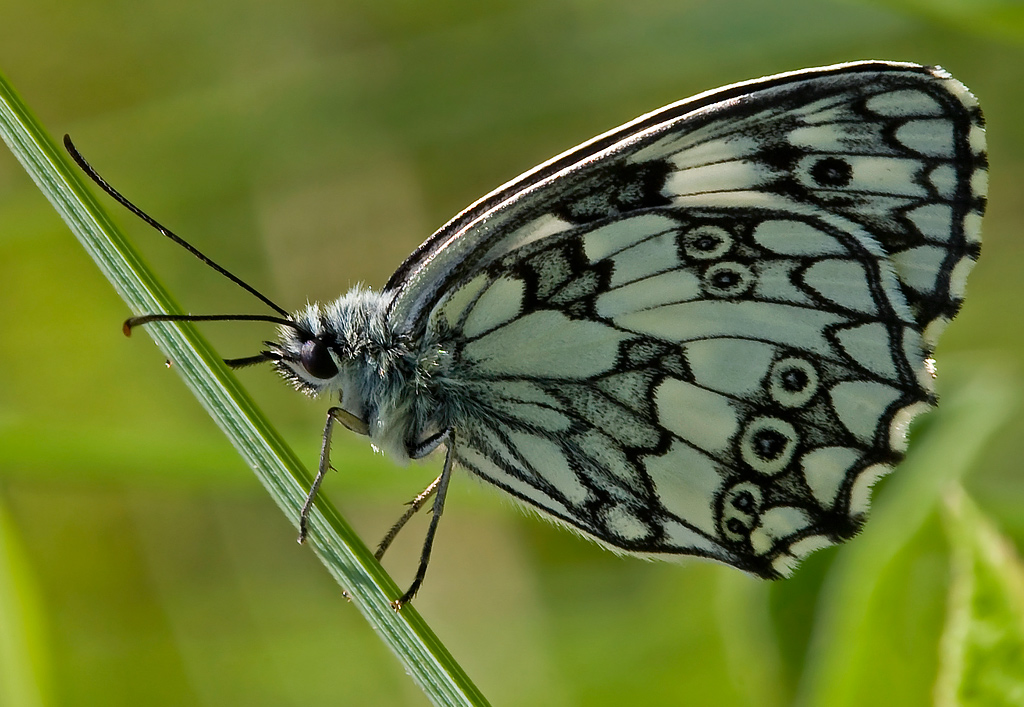 Melanargia galathea