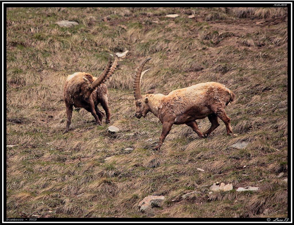 Stambecco PNGP# 9 - Ariete 4