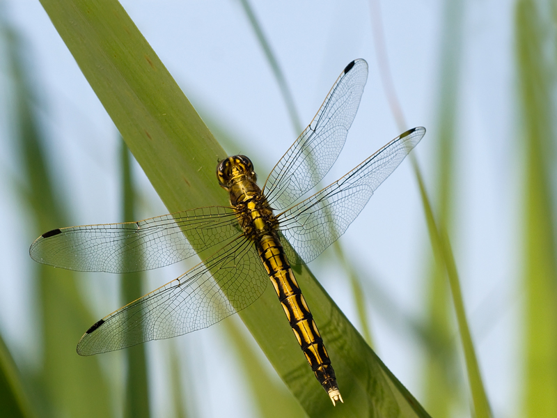 libellula