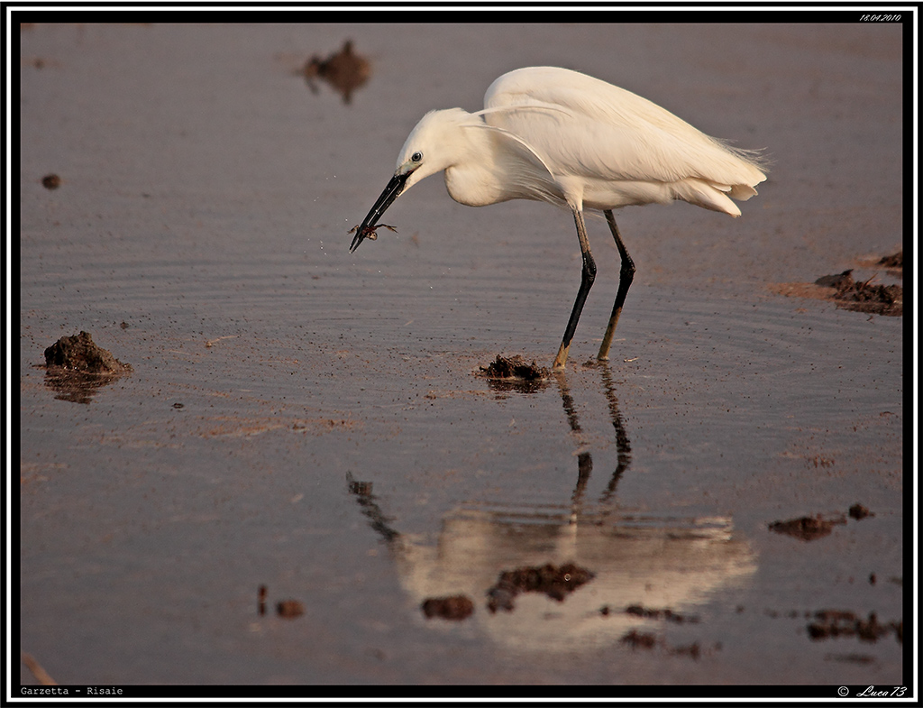 Garzetta # 13 - .....purtroppo anche stavolta il predatore ha avuto ragione....nonostante la nostra intrepida rana sia riuscita in primo momento a divincolarsi.....la garzetta con un fulmineo scatto del becco l'ha letteralmente riacchiappata....al volo!!!