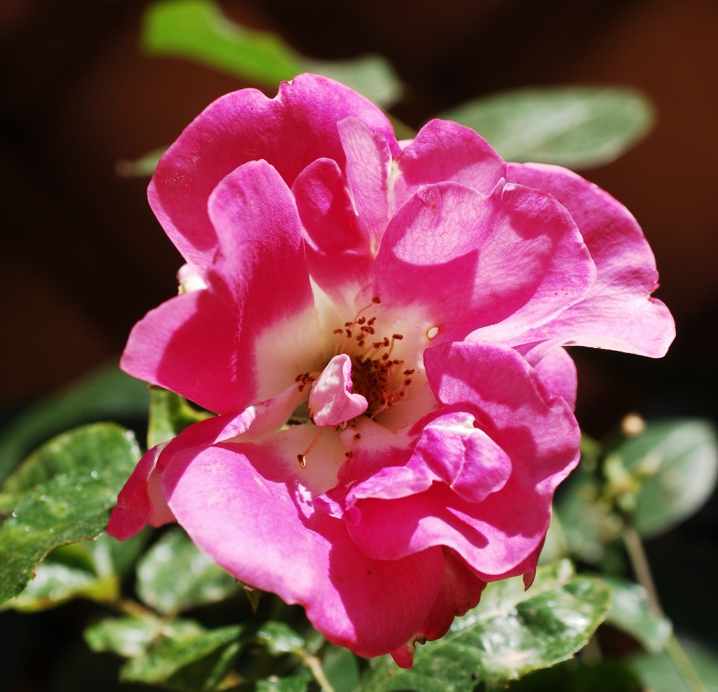 Rosa