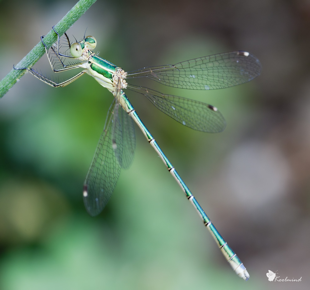 Green Dragonfly flying away!