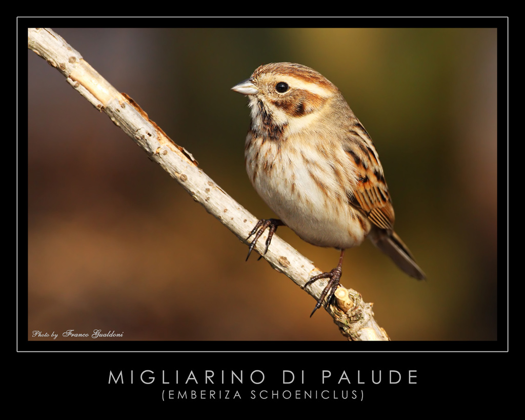 Migliarino di Palude