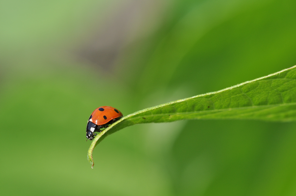 Una semplice coccinella