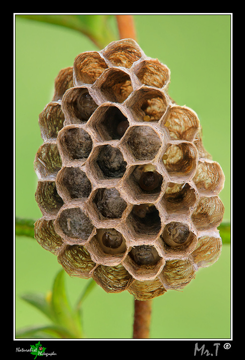 Nido di Vespe full optional !!!