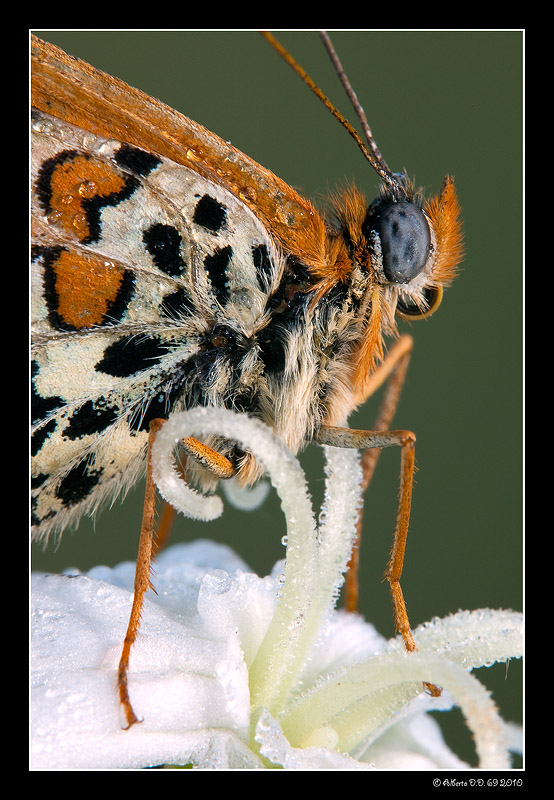 ...ritratto di melitea...