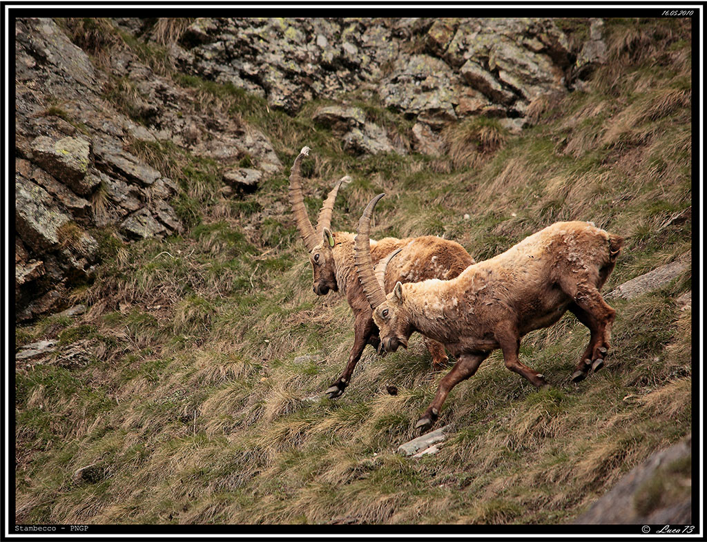 Stambecco PNGP # 10 - Ariete 5