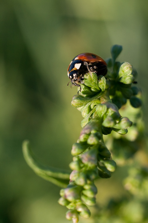 Coccinella