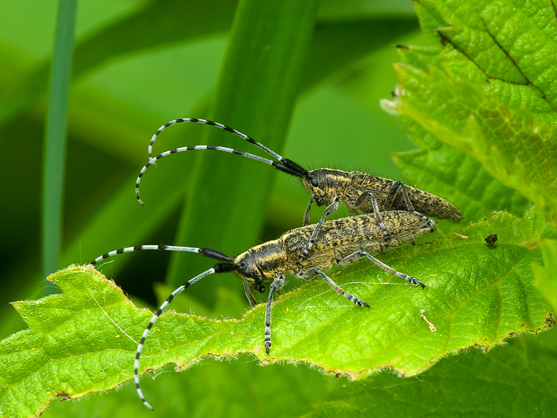 coleotteri...coppia..