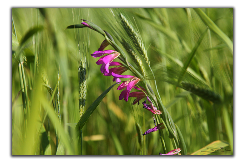 ..in mezzo al grano verde