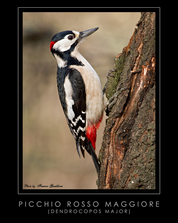 Picchio Rosso Maggiore
