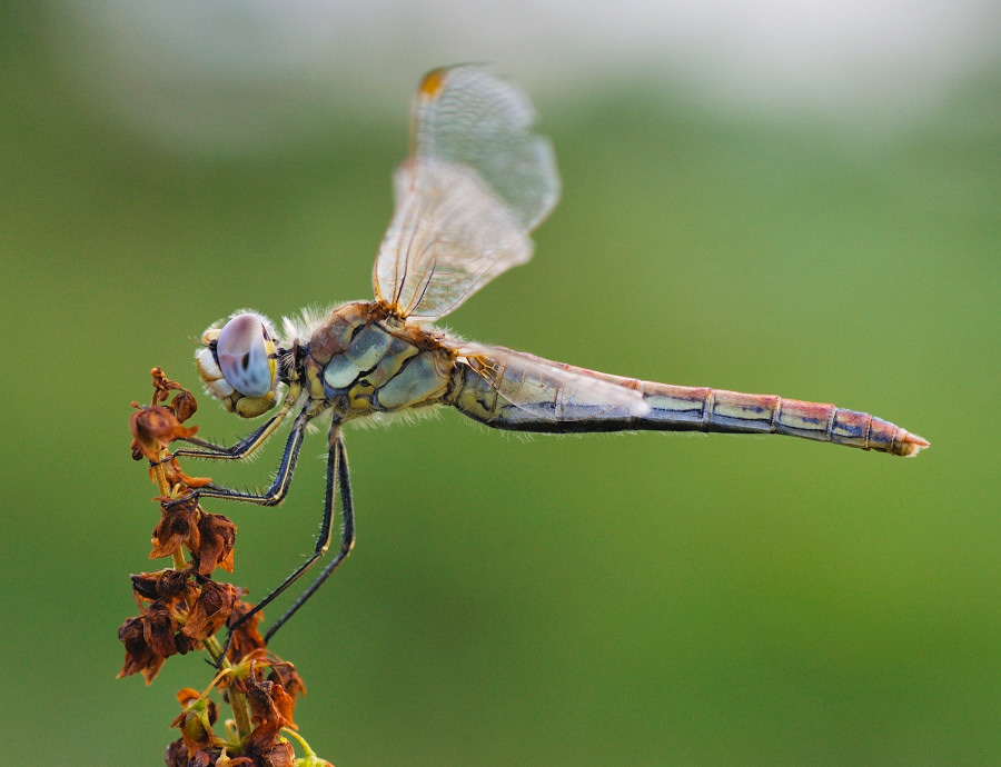 Sympetrum fonscolombii