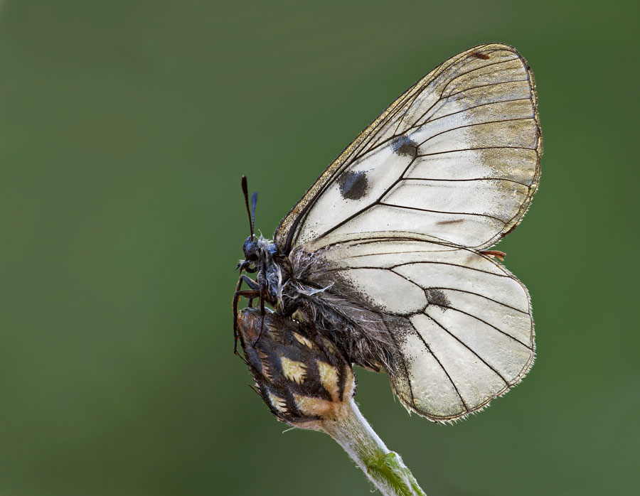 Parnassius mnemosyne