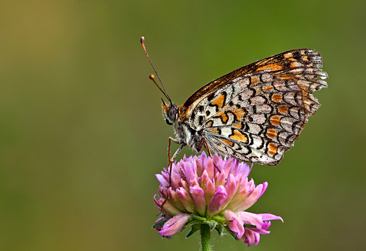 Melitaea phoebe