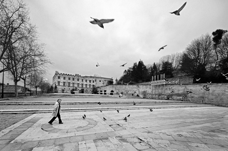 La signora dei piccioni