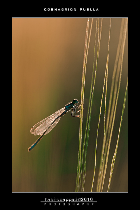 :: COENAGRION PUELLA...