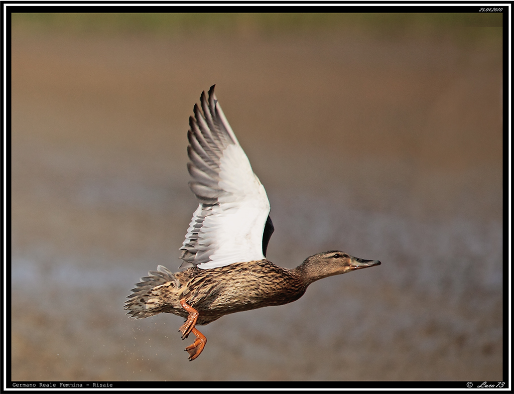 Germano Reale Femmina