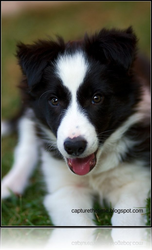 Dirk il mio border collie