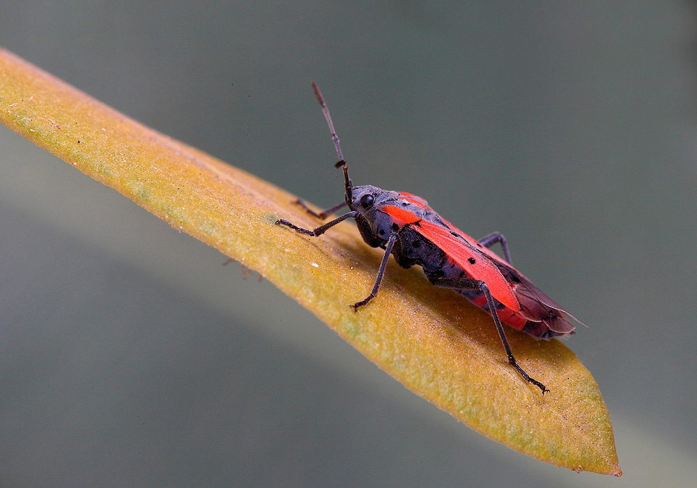 ...Foglia Con Ospite...!!!