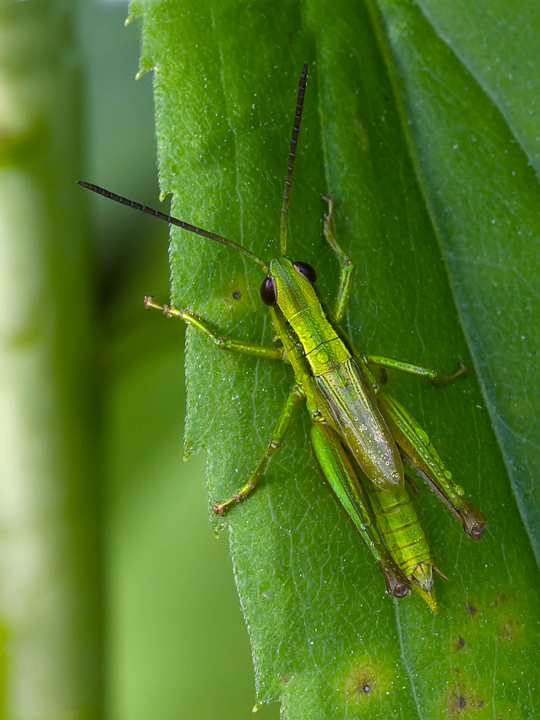 verde...verdissimo...