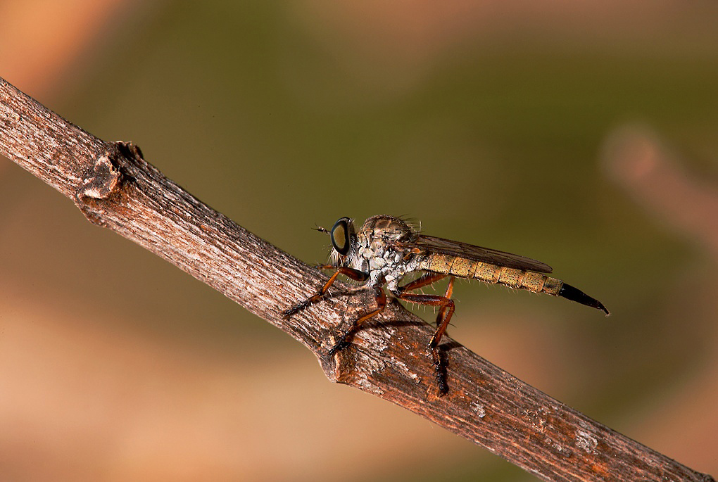 ...Questo Passa Il Convento...!!!