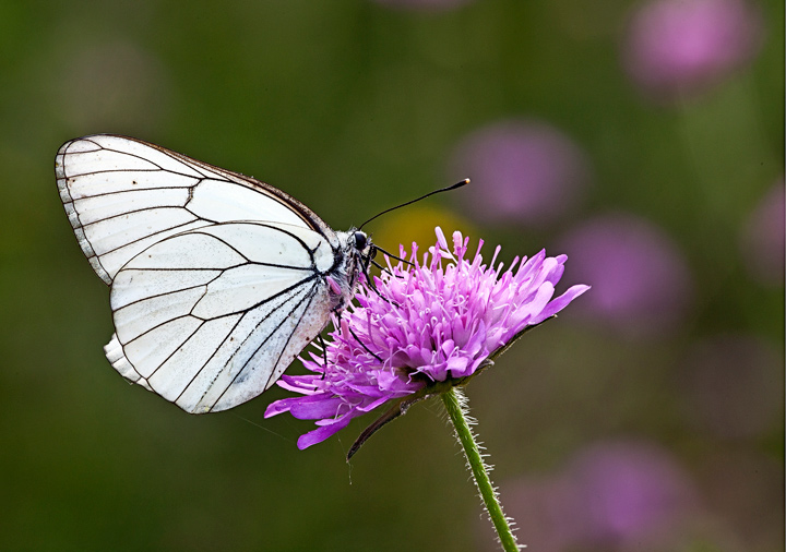 Pieride del biancospino