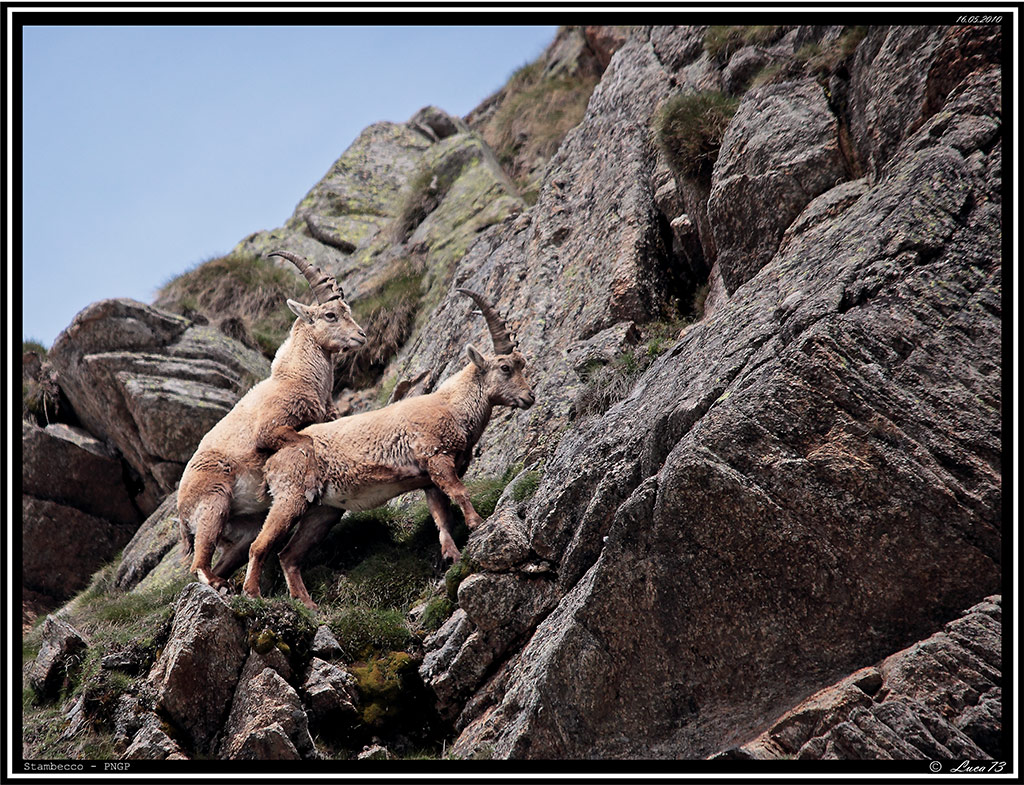 Stambecco PNGP # 11 - Prove Tecniche!