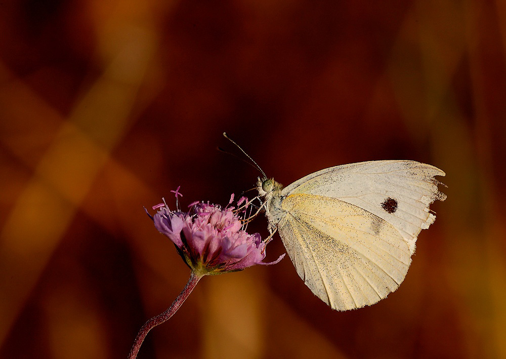 ...Tra Le Fiamme...!!!