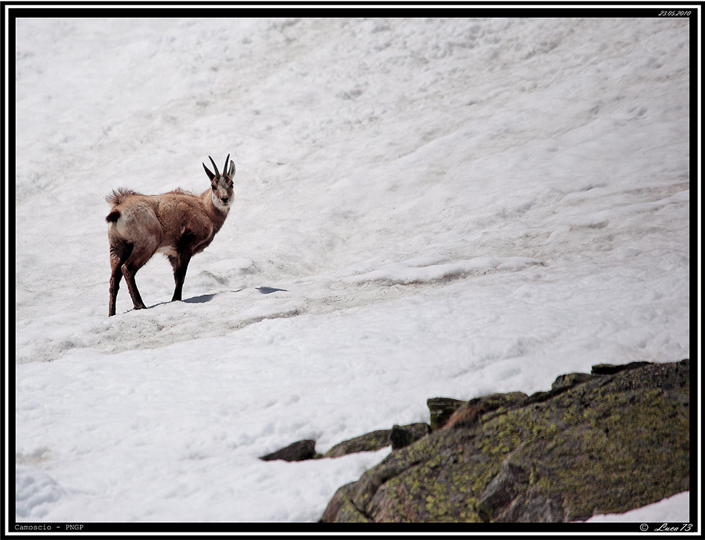 Camoscio PNGP # 1