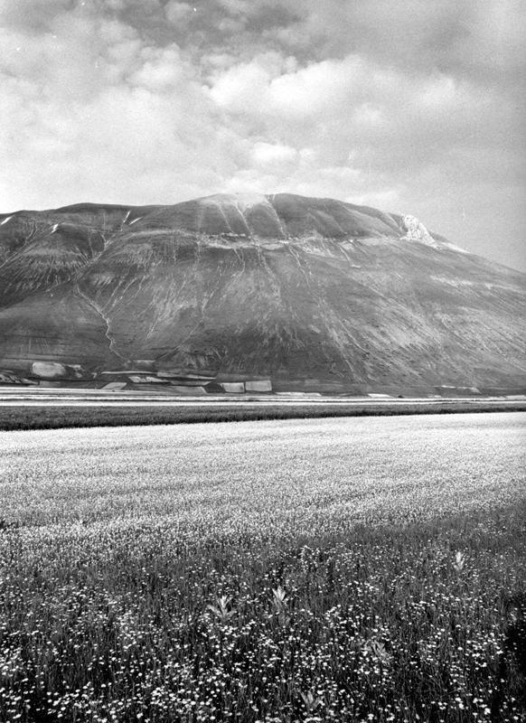 Castelluccio fiorisce