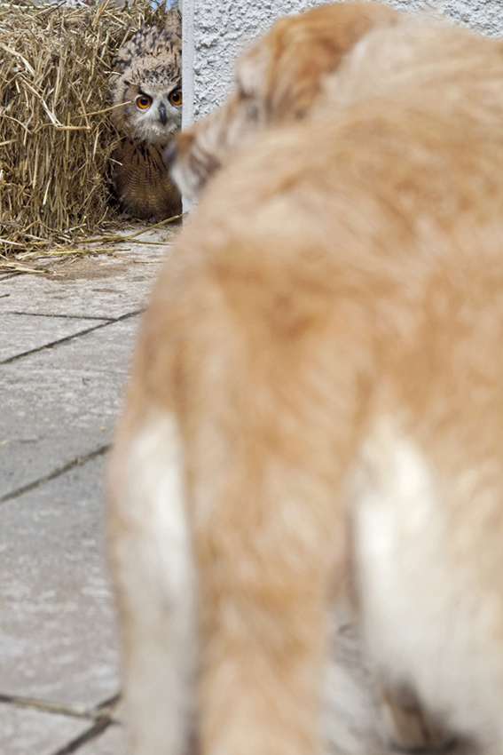 c'� sempre chi tela gufa