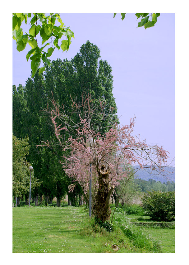 Primavera sul Trasimeno...