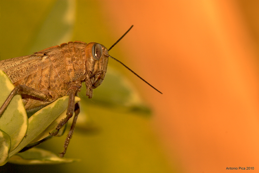 grillo in primo piano,al tramonto