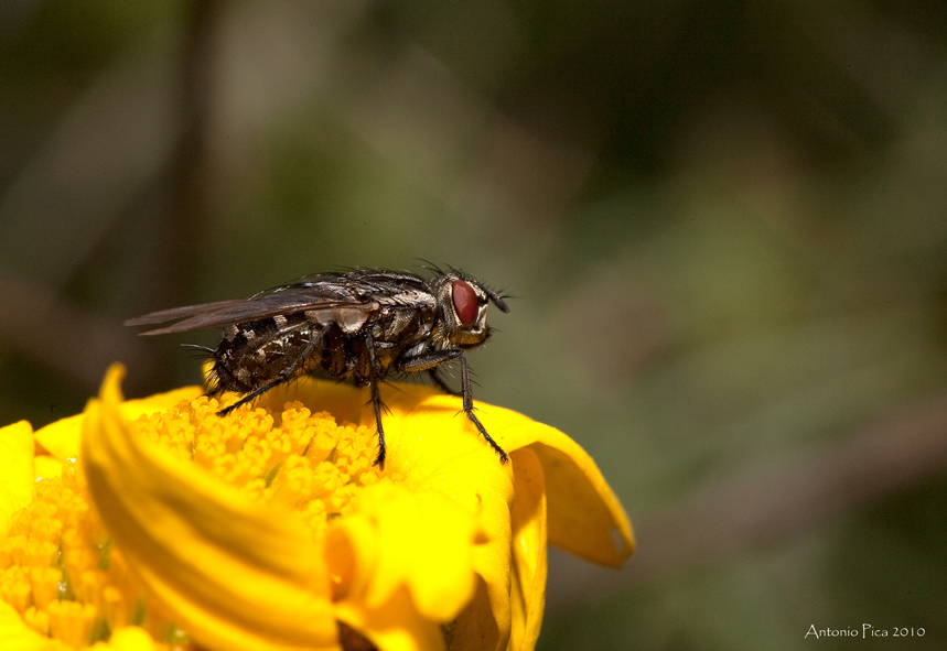mosca, e la sambuca??