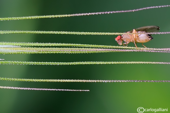 Una nota sul pentagramma