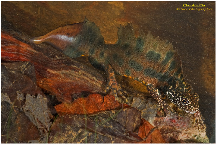 Triturus carniflex maschio