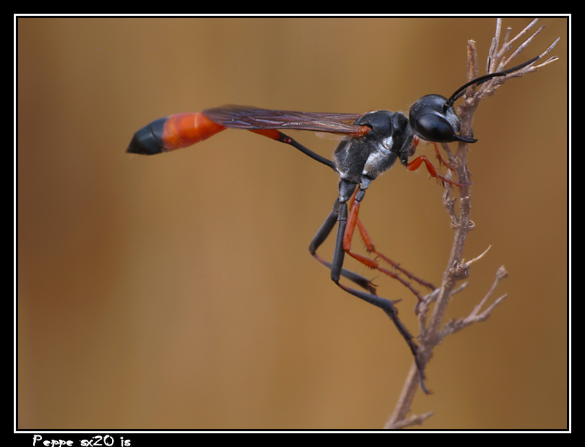 Ammophila procera...