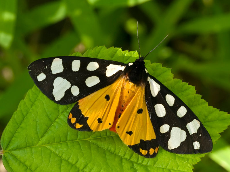 Arctide(epicallia villica... forse)