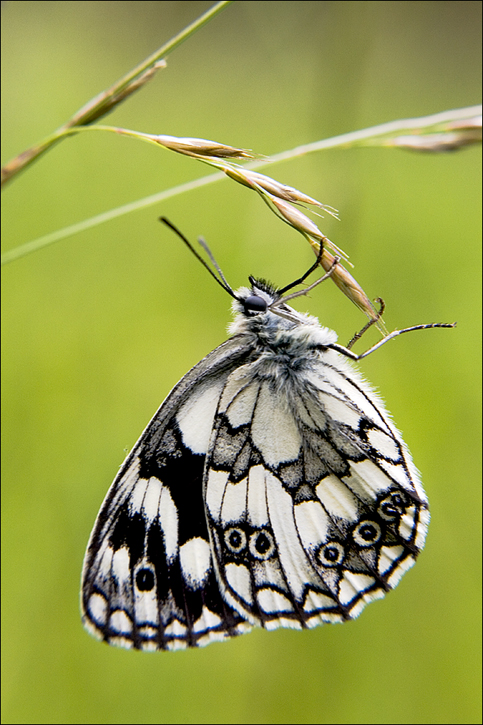macro con lenti addizionali..