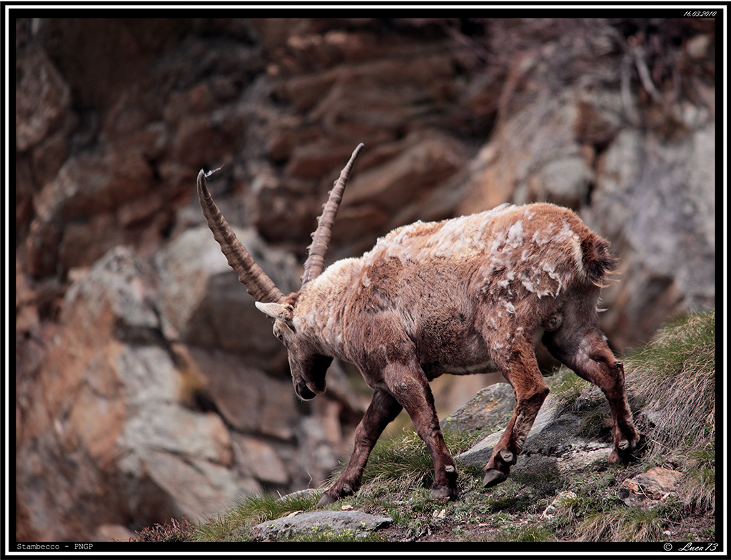 Stambecco PNGP # 12 - sguardo nel vuoto