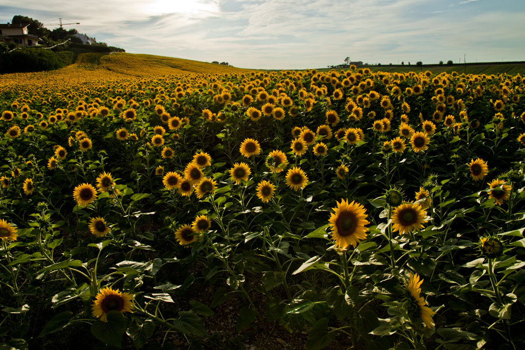 Girasoli di Montorso
