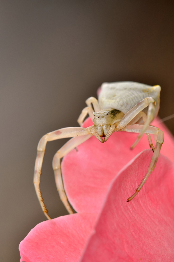 Misumena vatia (Thomisidae).