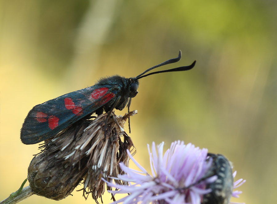Zygaena